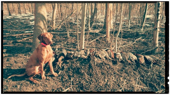 Poľovačka Tomášikovo