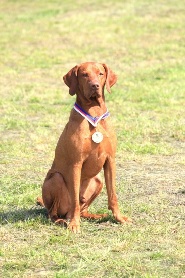 Fenix Nitrianske Janíkovce - CH CZ