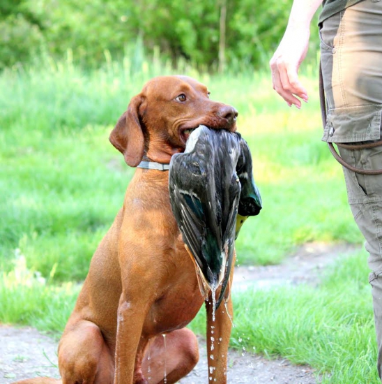 Prinášanie kačice z hlbokej vody