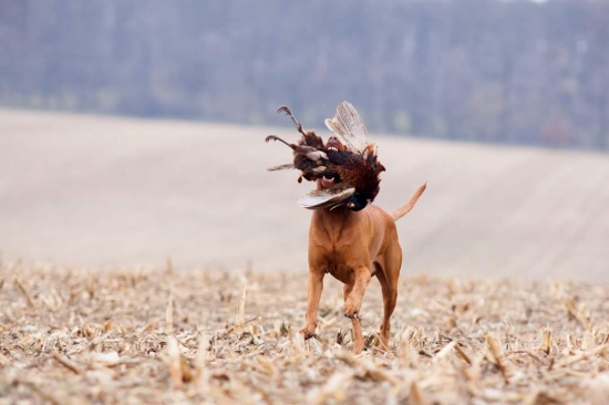 Keď ťa chytím, tak ťa zjem