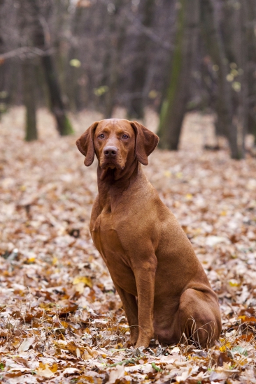 GCH FENIX NITRIANSKE JANÍKOVCE