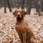 GCH FENIX NITRIANSKE JANÍKOVCE