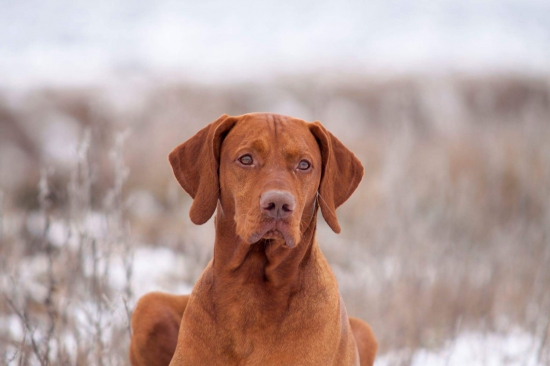 ❄ Zima s vizslou ❄