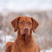 ❄ Zima s vizslou ❄