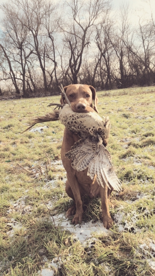 Polovka -revír Dolné Krškany