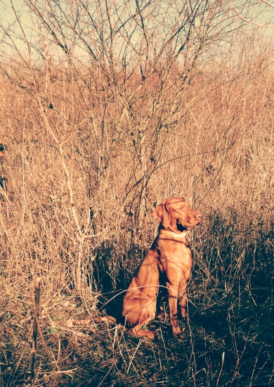 Fenix Nitrianske Janíkovce - pokoj na stanovisku sme si precvicili dokonale :)