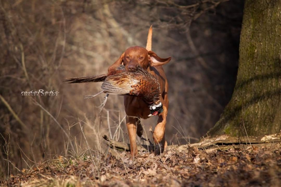 GCh Fenix Nitrianske Janíkovce -Prinášanie pernatej