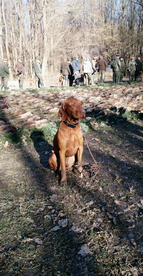 Ukončenie poľovnej sezony