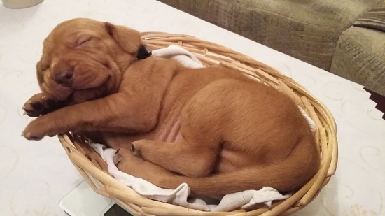 Malý vyžloško :) Fenixov synáčik (18 deň)