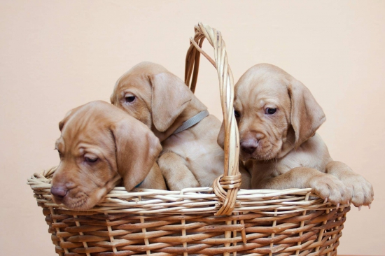 Traja králi Achat, Anakin a Afron