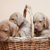 Traja králi Achat, Anakin a Afron