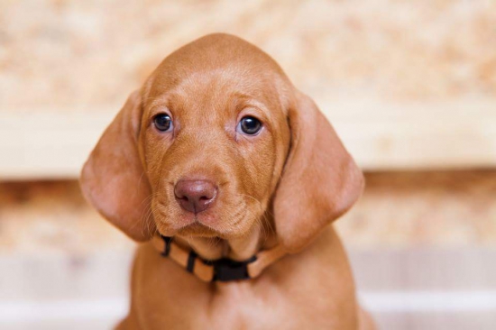 Fenixova dcérka Auguszta Hanácké štěstí