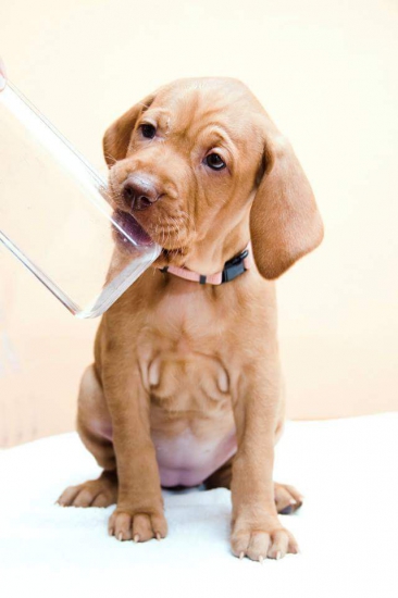 Fenixova dcérka Anna Maria Hanácké štěstí