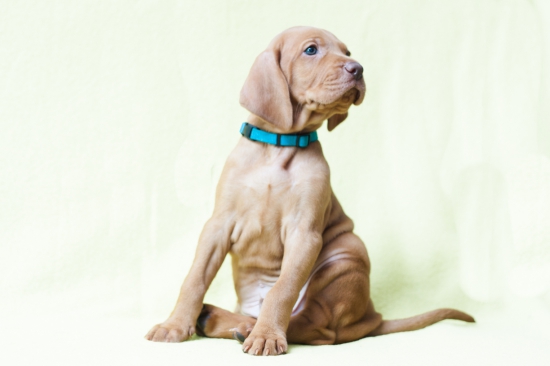 Fenixov syn - Achat Hanácké štěstí