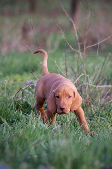 Fenixov syn - ANAKIN Hanácké štěstí 9týždňov