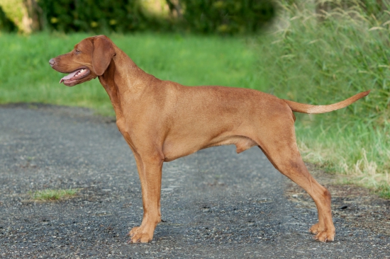 Krycí pes Gch.MultiCh. Fenix Nitrianske Janíkovce