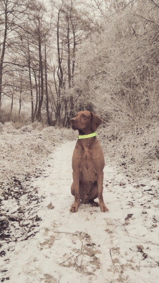 GCh. MultiCh. Fenix Nitrianske Janíkovce -chovný pes