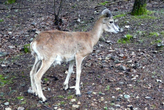 Čertík