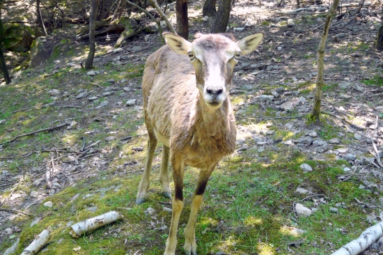 Mamkin pohľad