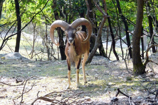Baran