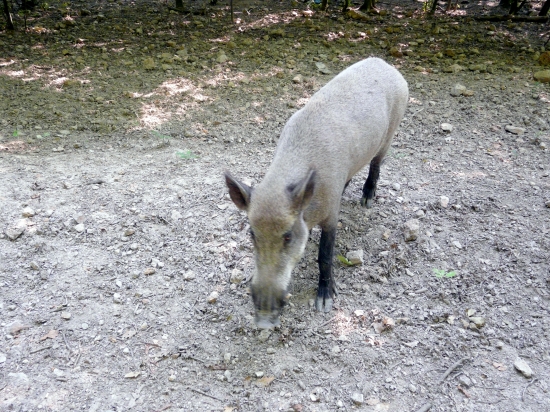 Šanika s letnou srsťou