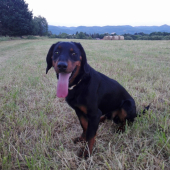 Uz mame rok Reno od Kmeta