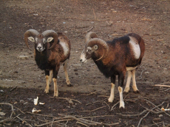 muflon 1
