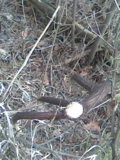 na prechádzke lesom 2