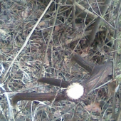 na prechádzke lesom 2