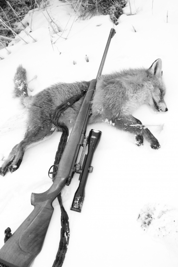 Líška č.4 prašivá