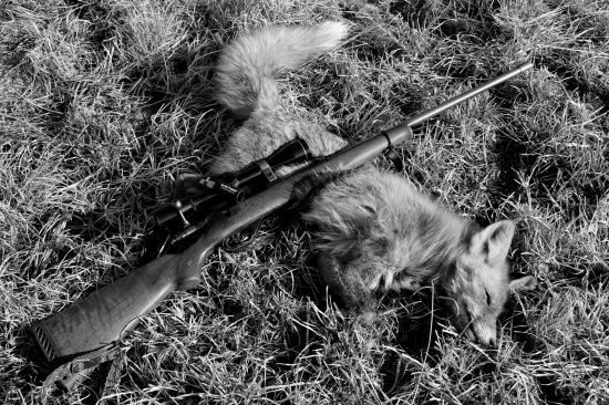 Líška č.6 - prašivá