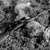 Líška č.6 - prašivá