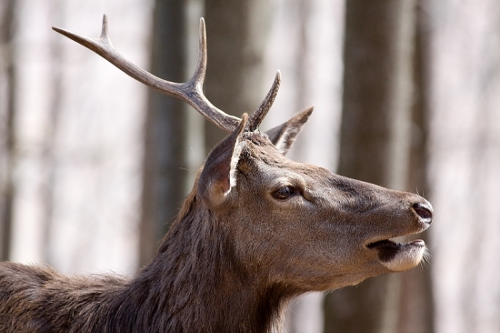 PORTRÉT JEDNOROŽCA