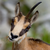 NO A ČO ŽE MÁM LEN JEDEN ?