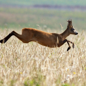 POSLEDNÝ DOSKOK RUJE