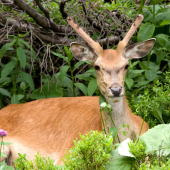 ODPOČIVAJÚCI PAROHÁČIK