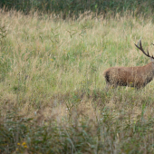 V KAŽDOM ROHU  JELENE