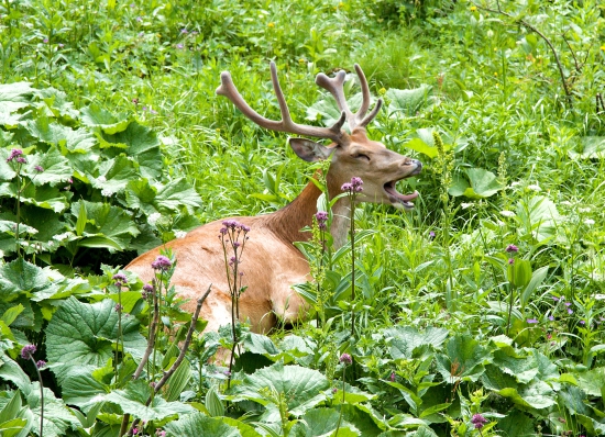 SIESTA