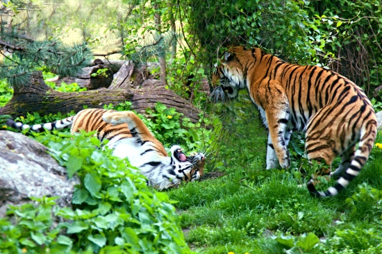 PANTHERA TIGRIS