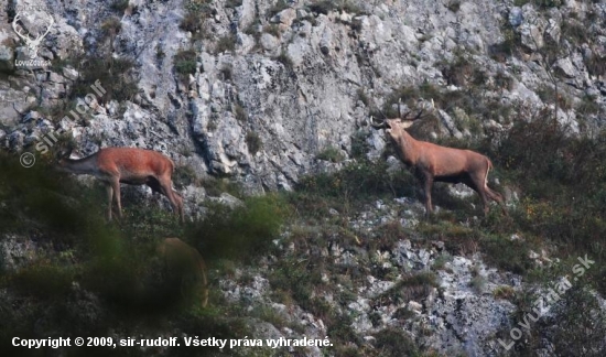 RUJA V SKALÁCH