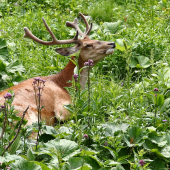 SIESTA V POZEMSKOM RAJI