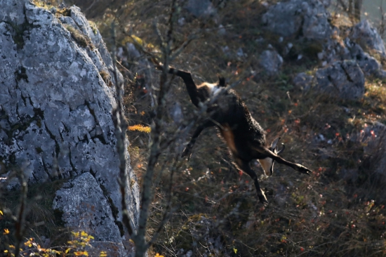 LETOVKA CICAVCA