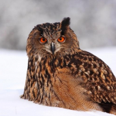 BUBO BUBO