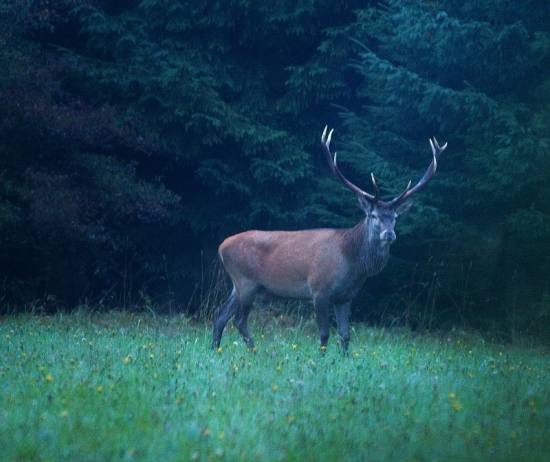 BIELE HROTY AKO SVIECE