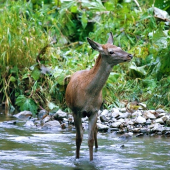 JELIENČA