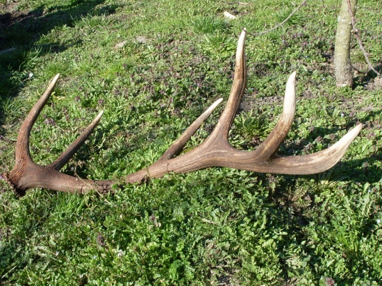 Priateľkin prvý zhod