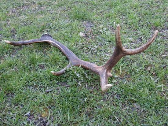 Paroh ale minuloročny