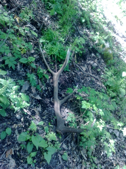 paroh par k ID 238296