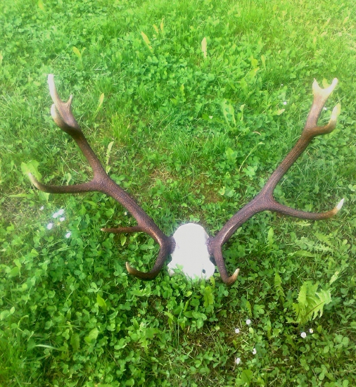 skúšal som prifarbovať