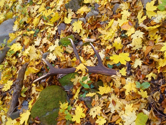 Paroh 16torak a 2.5kg z iného pohľadu